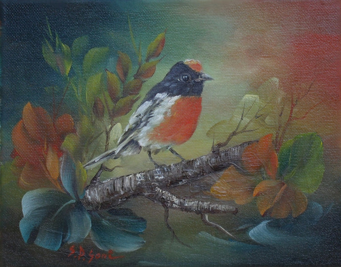 Red-capped Robin